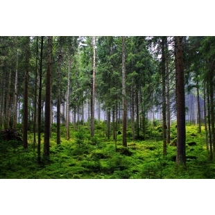 forest-6874717_1280.jpg